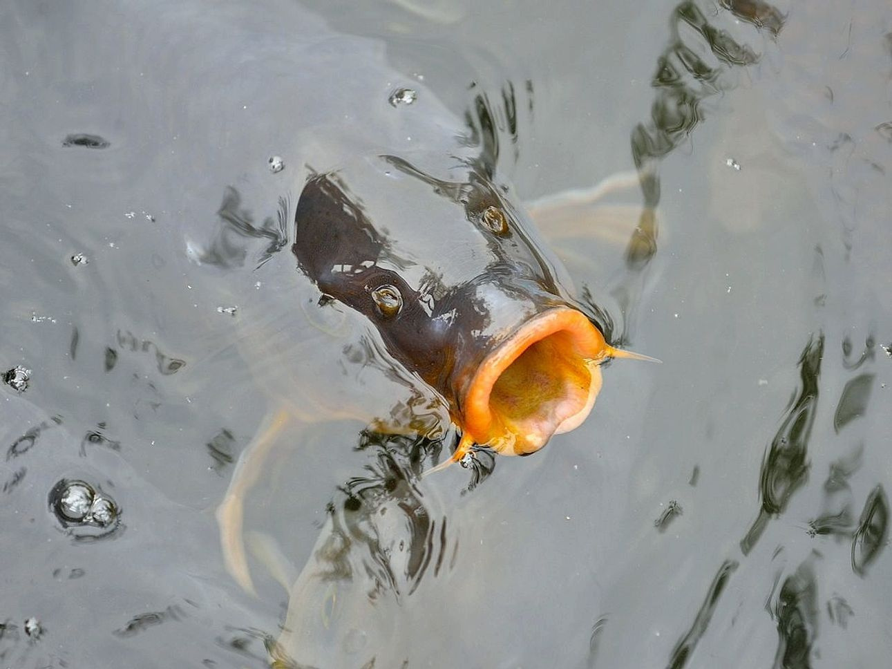 Underwater view of caught fish near a submerged log where bass hold in summer